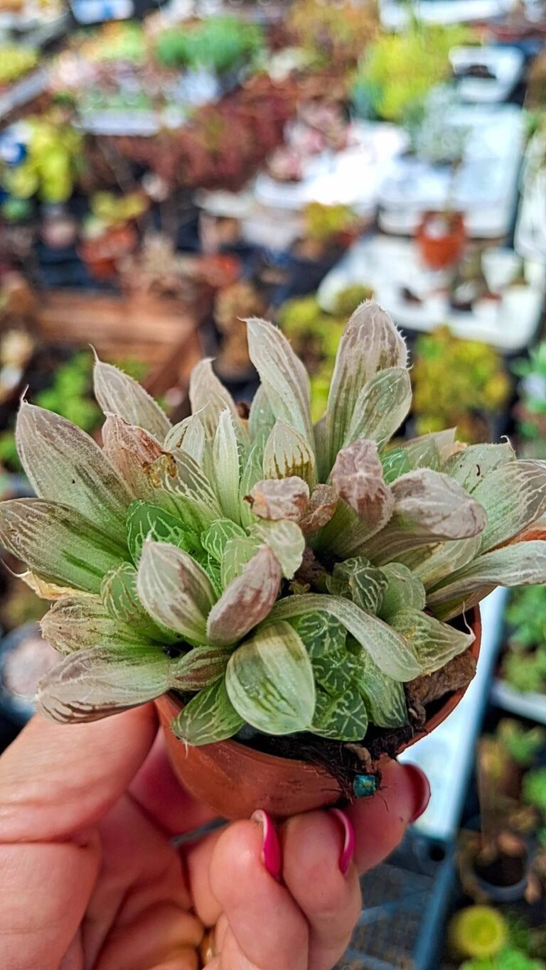 Haworthia Cooperi pilifera Variegata v. “hot spot”