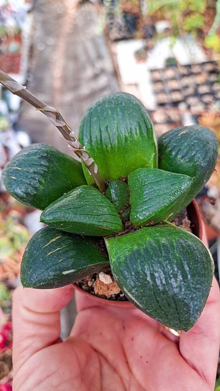 Haworthia Crystal Ball Springbokvlakensis