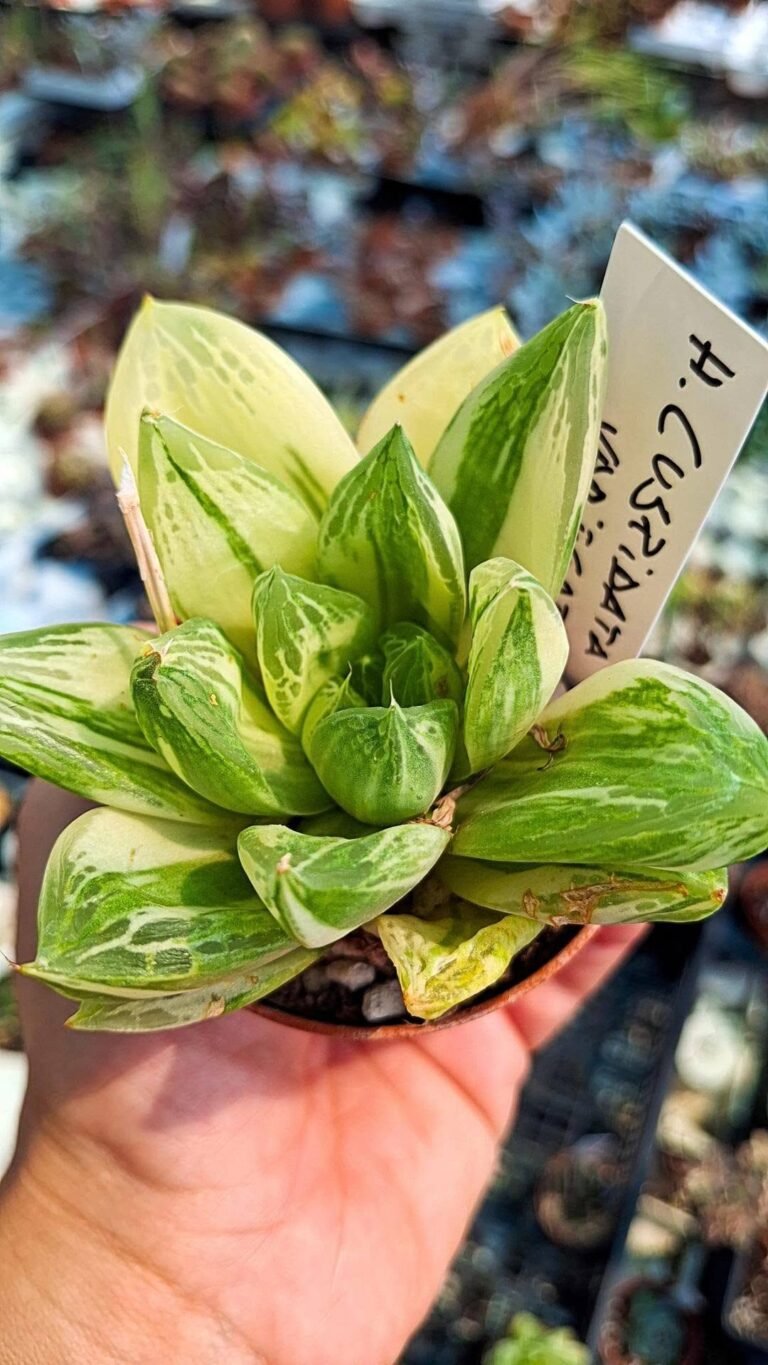 Haworthia cuspidata Variegata