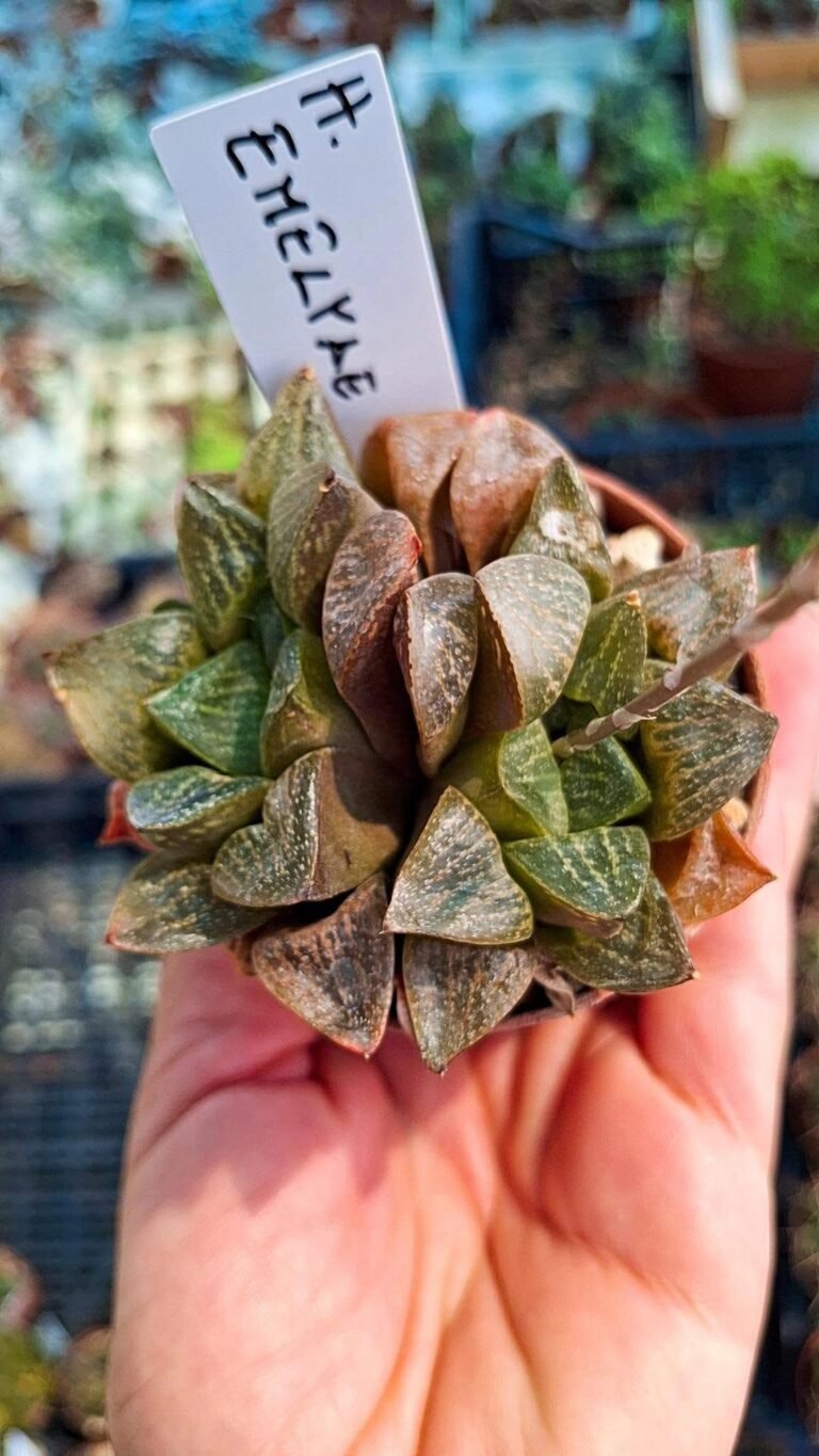 Haworthia Emelyae