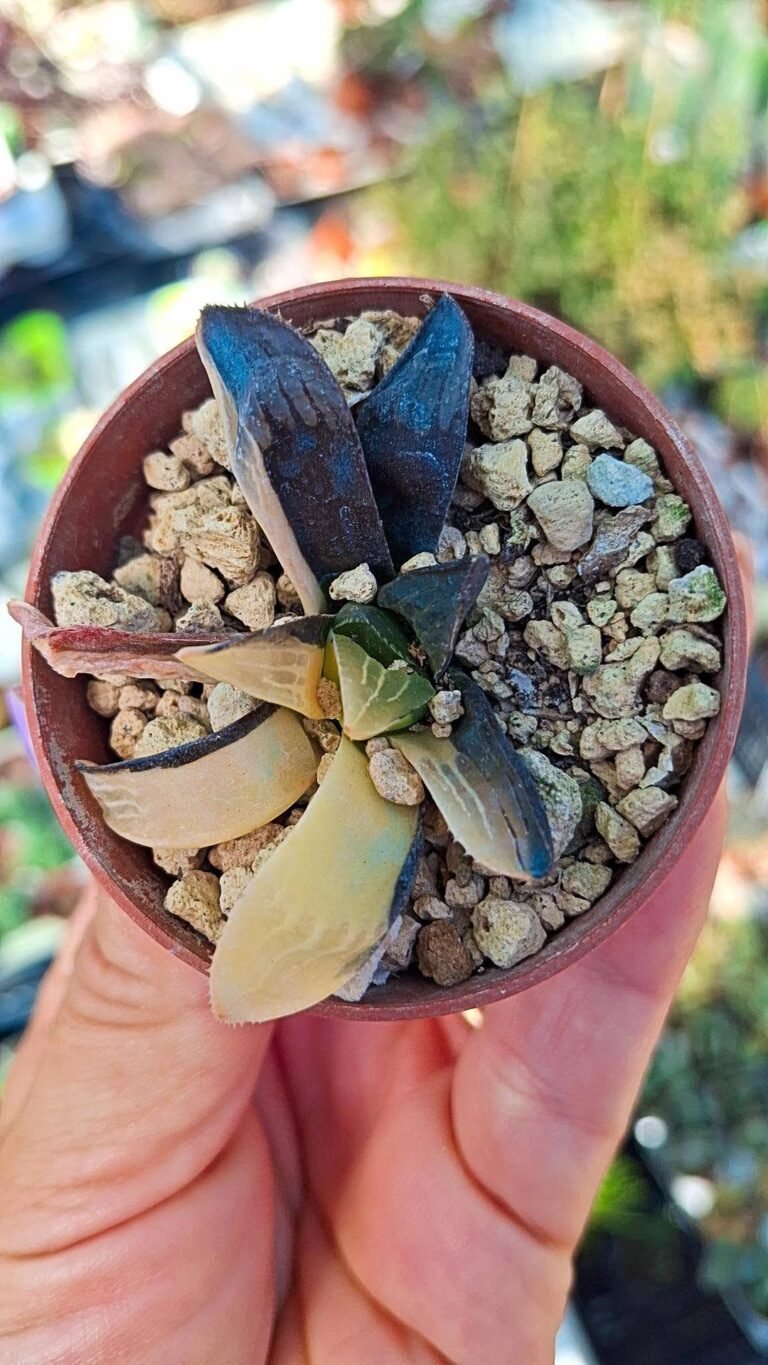 Haworthia heidelbergensis variegata