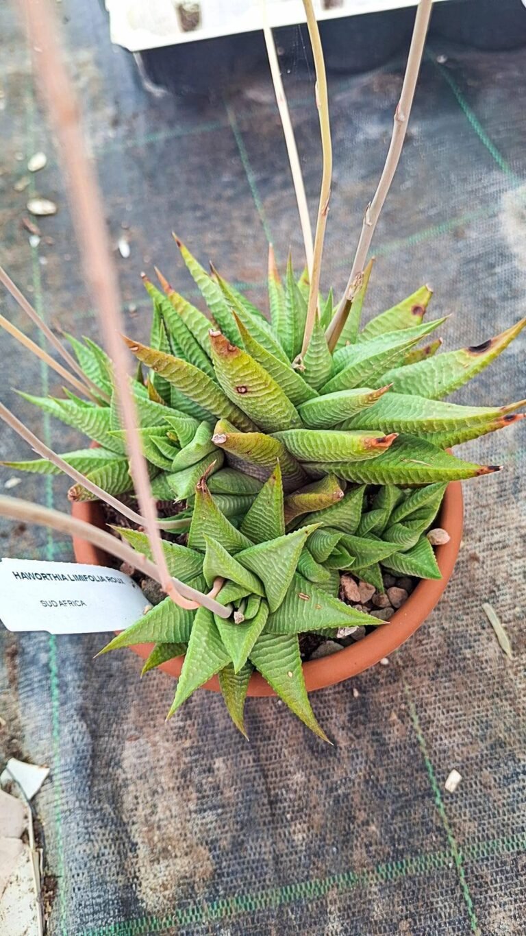 Haworthia limifolia roux