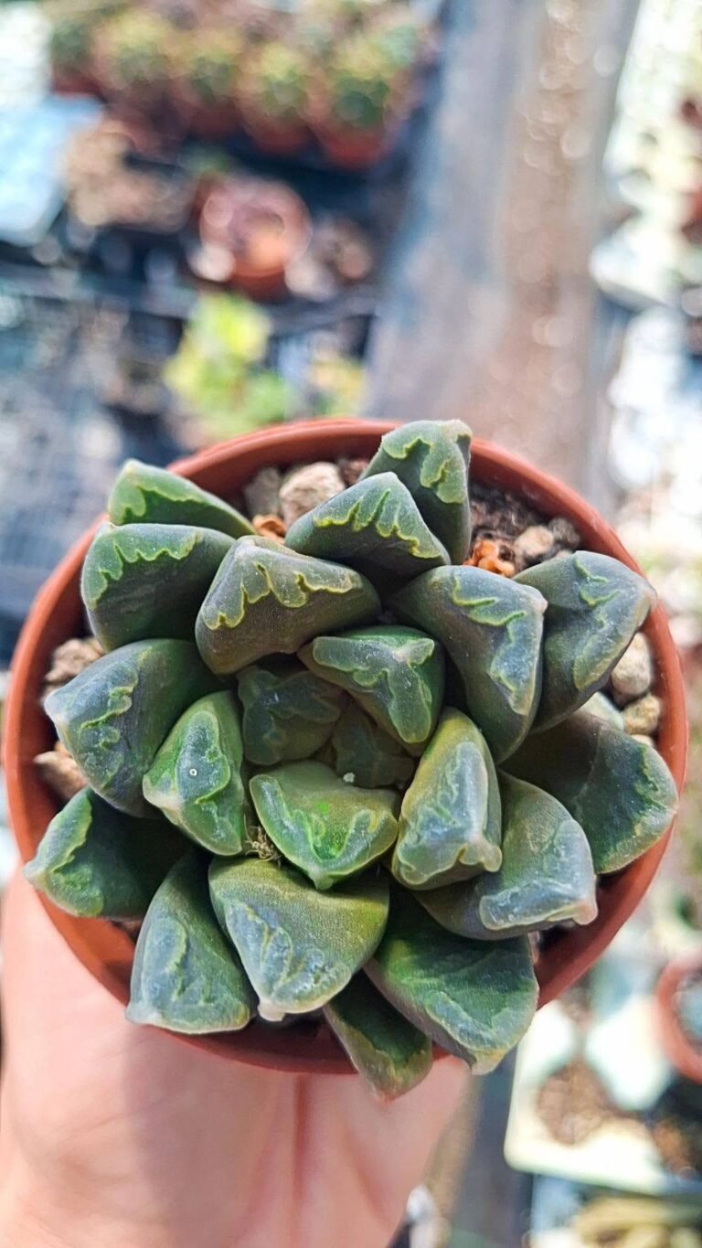 Haworthia maughanii Hybrid