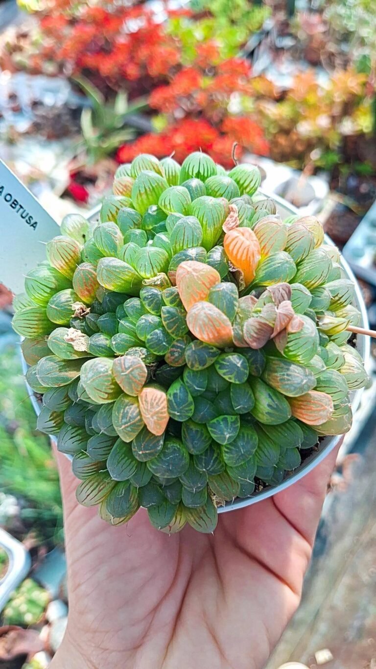 Haworthia obtusa