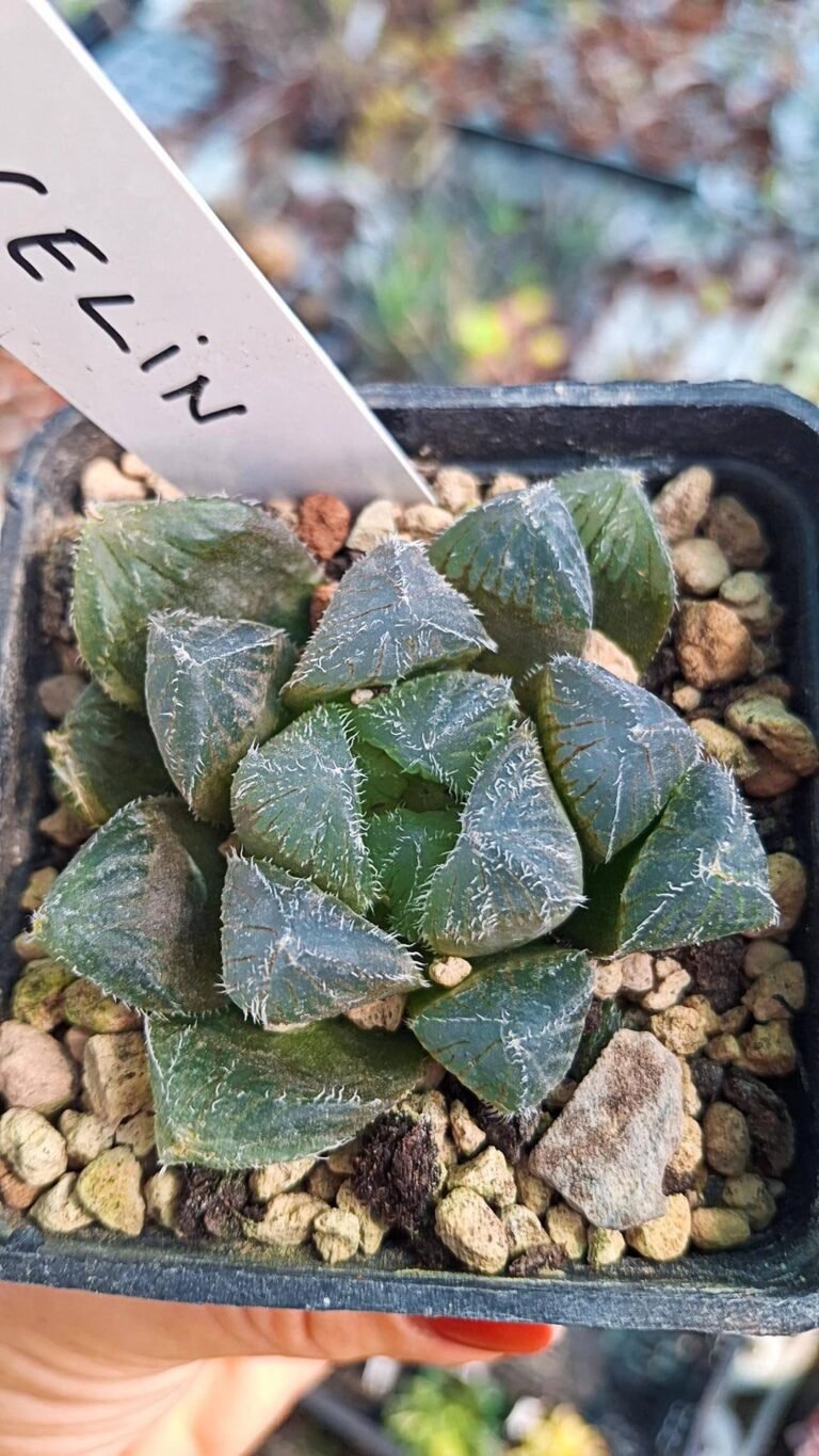 Haworthia obtusa nubilia