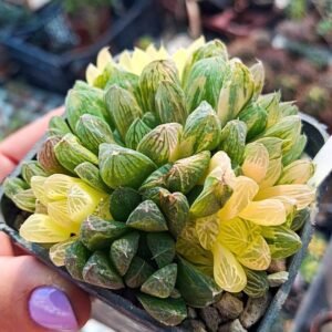 haworthia obtusa variegata