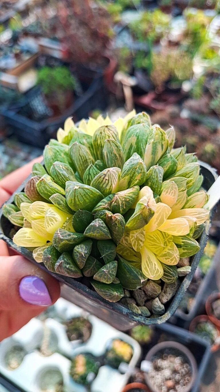haworthia obtusa variegata