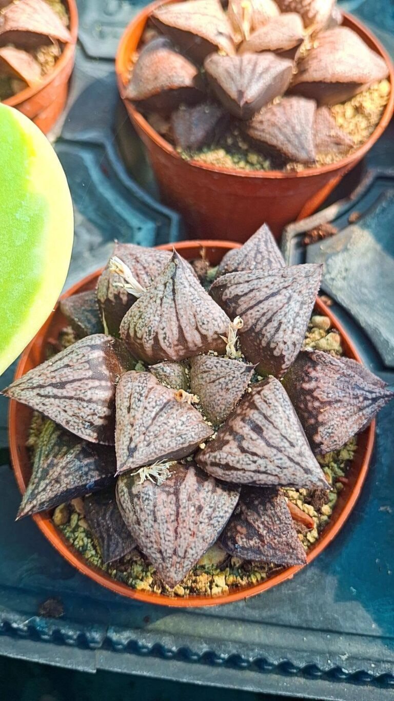 Haworthia picsplendens