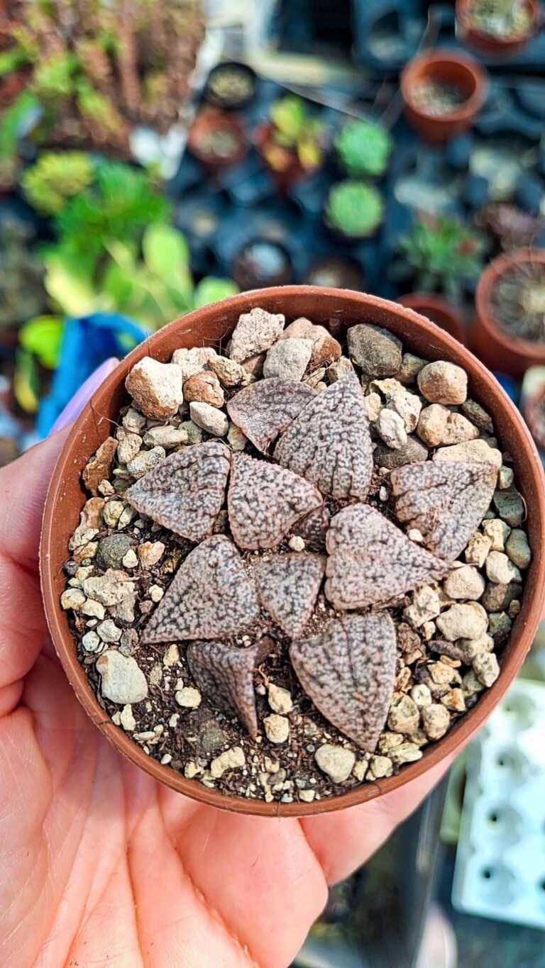 Haworthia picta White