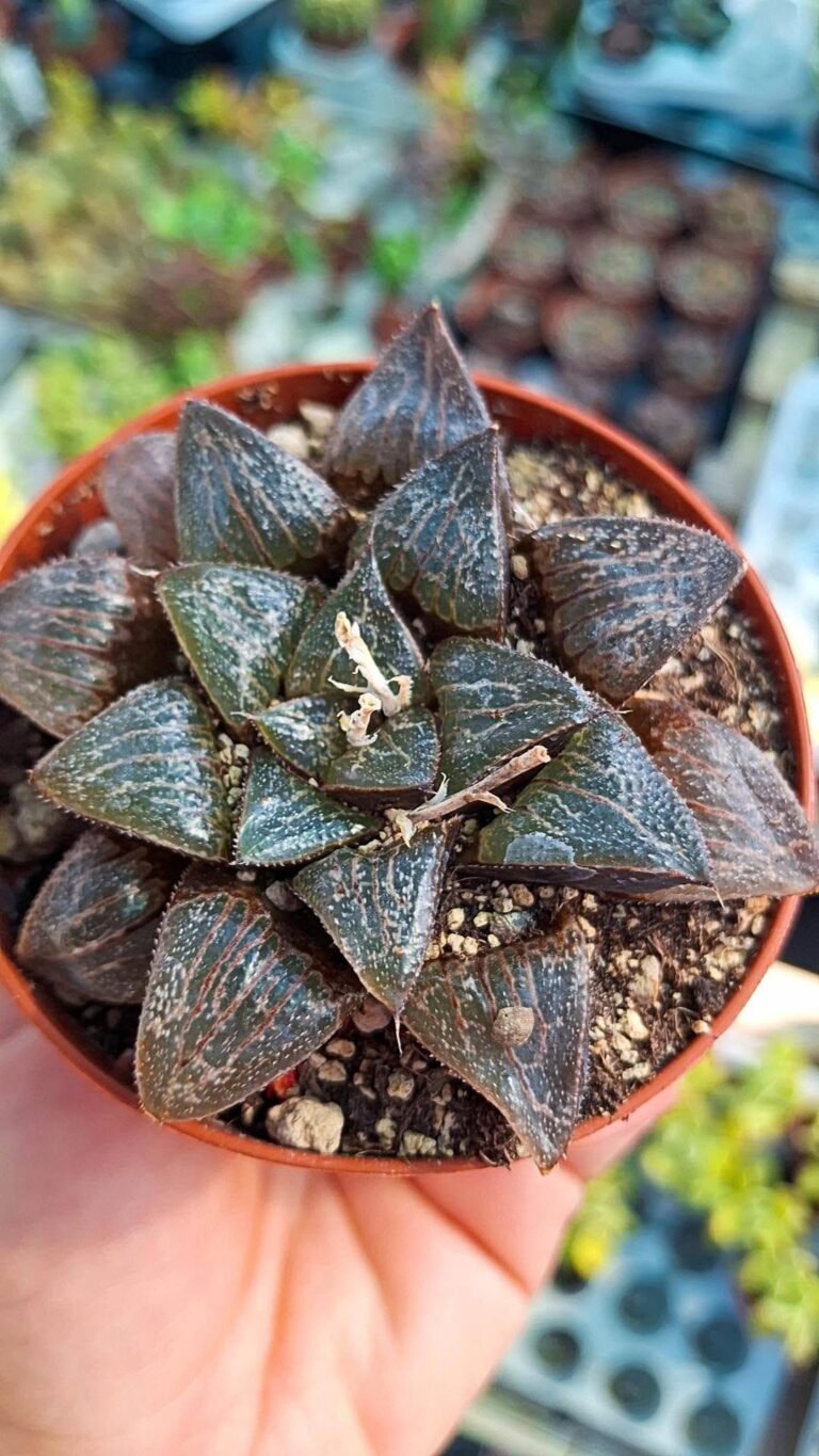 Haworthia Pictavlakensis