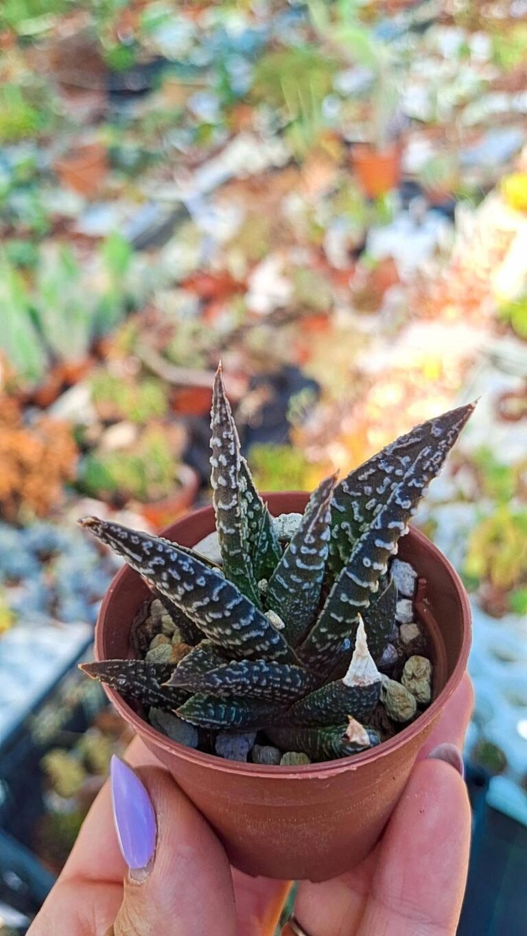Haworthia Pumila