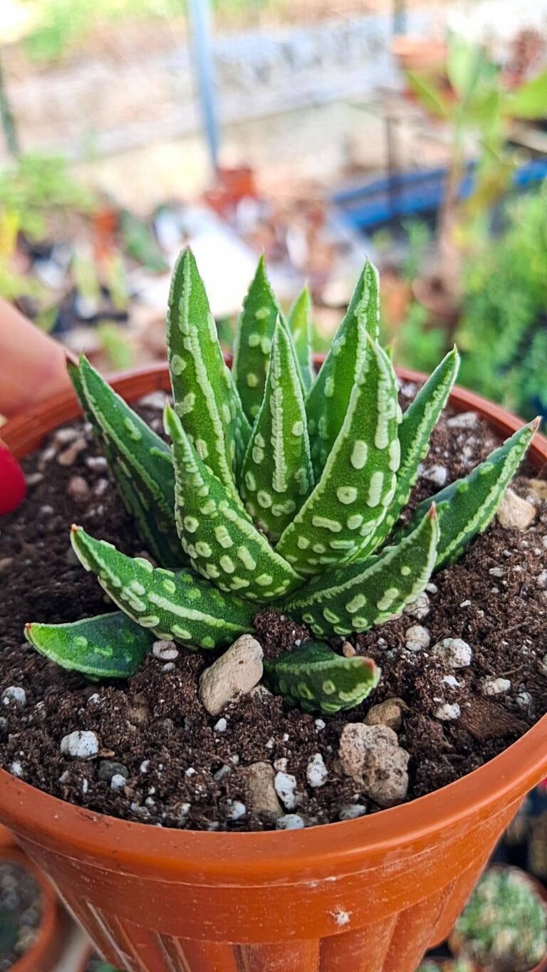 Haworthia pumila tears of Angel