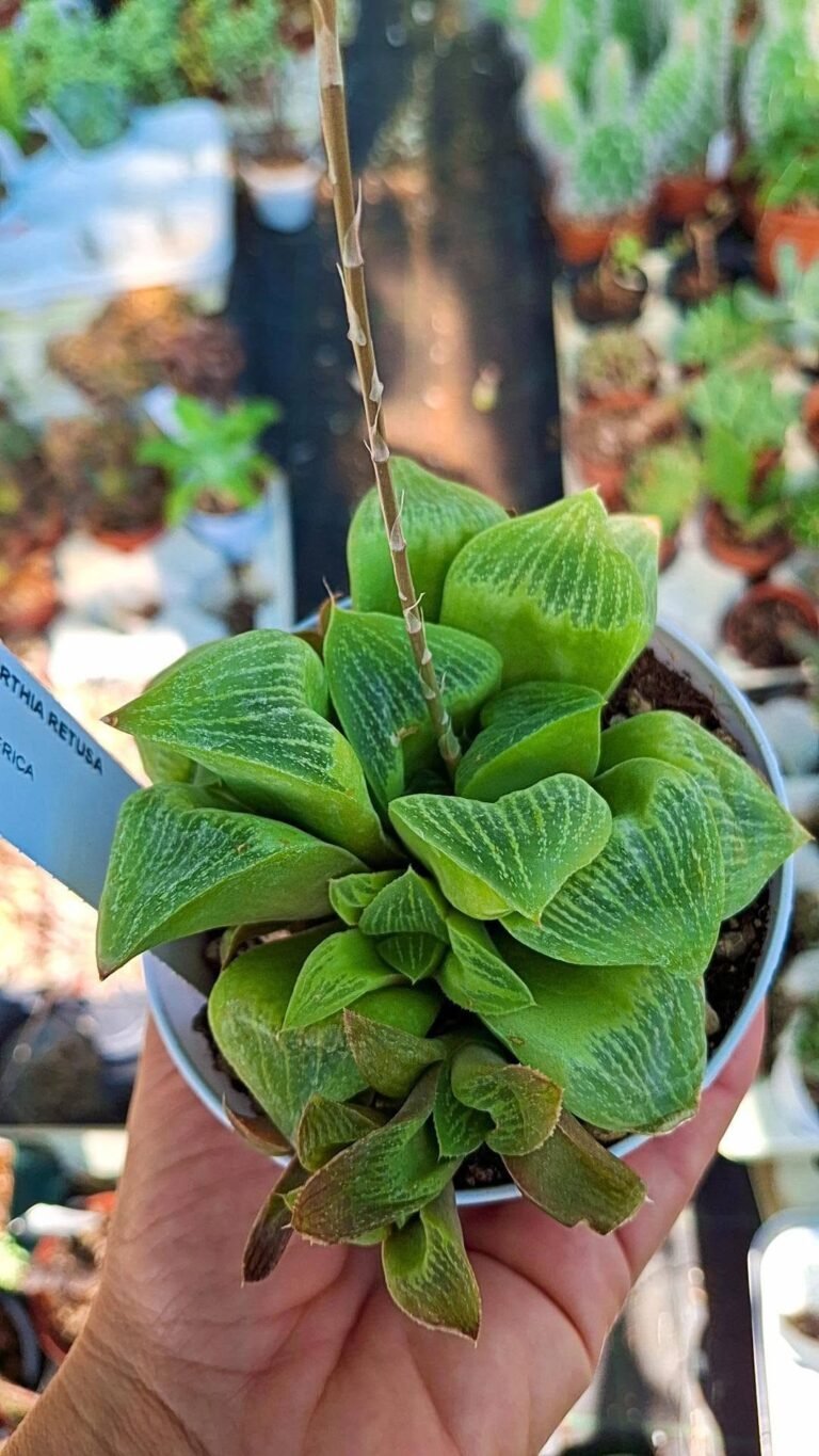 Haworthia retusa