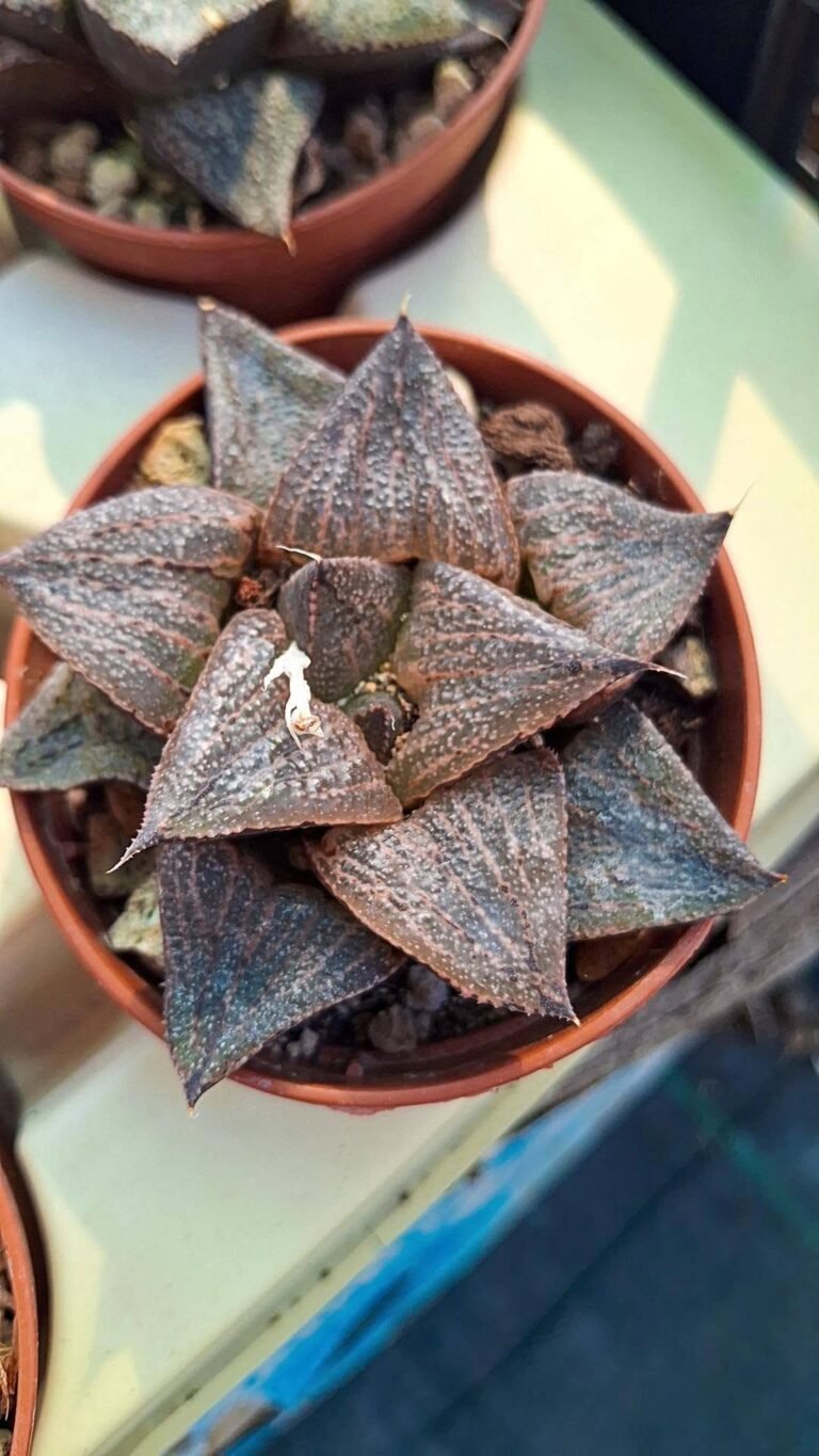 Haworthia Splendens Hybrid
