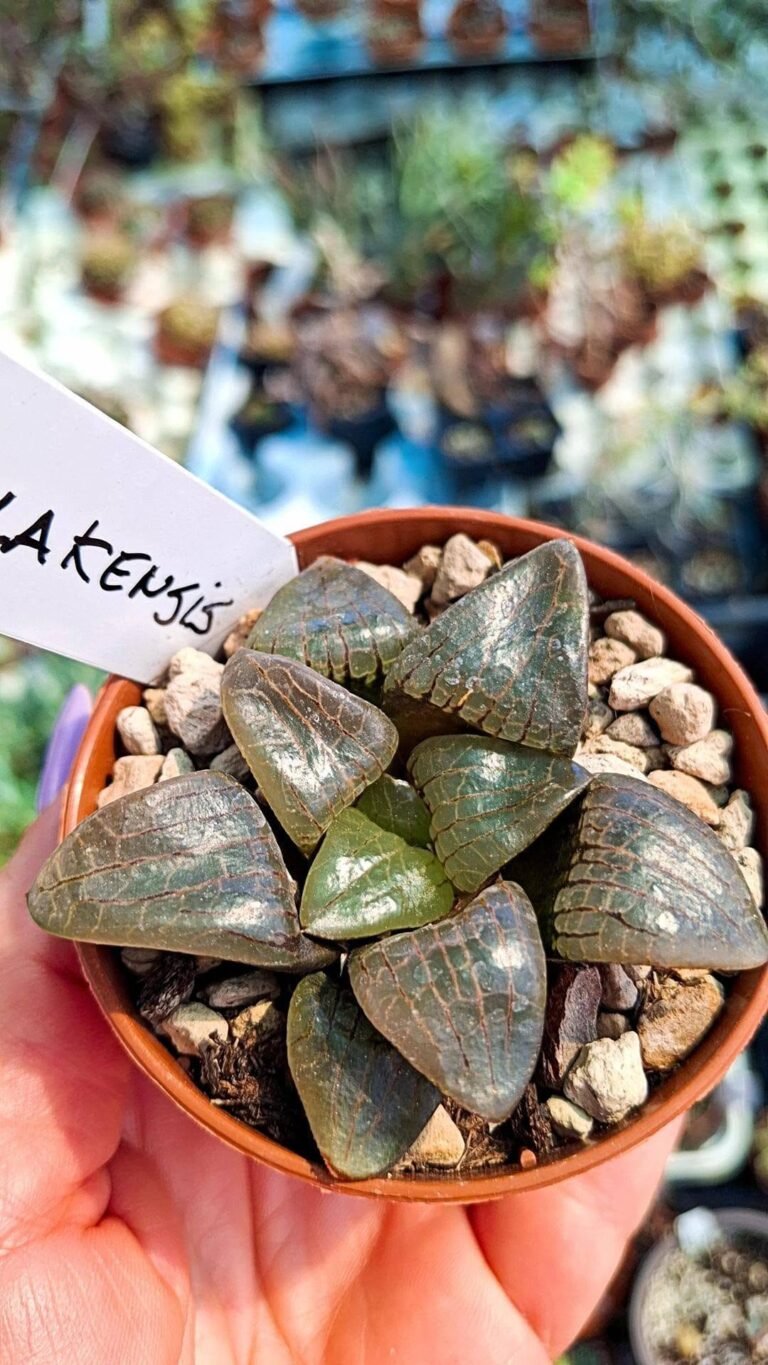Haworthia Springbokvlakensis hybrid