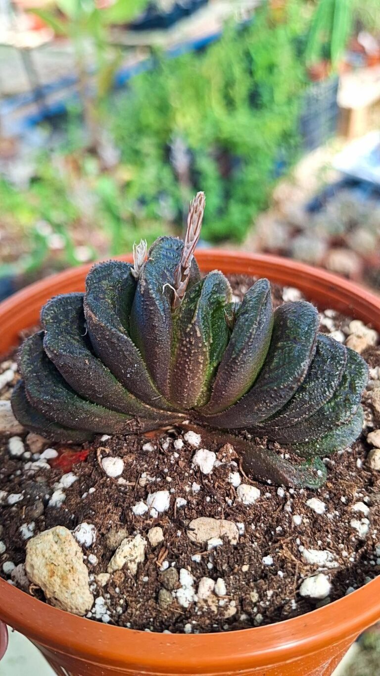 Haworthia truncata