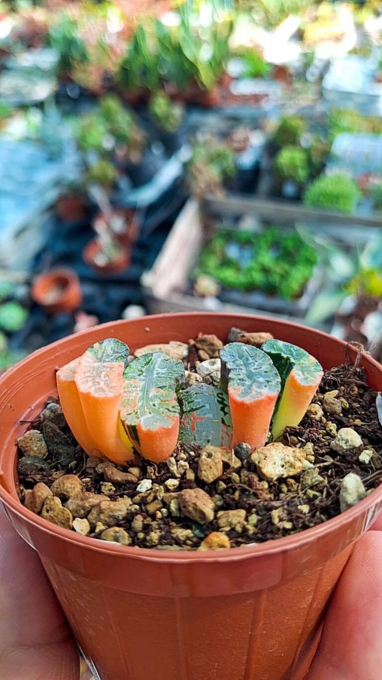 Haworthia truncata Variegata