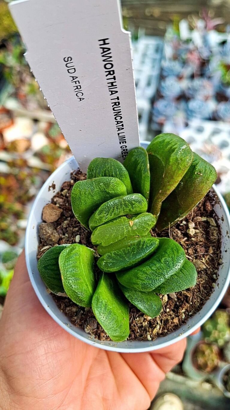 Siracactus-succulente-Haworthia-truncata-lime-green-1.jpg
