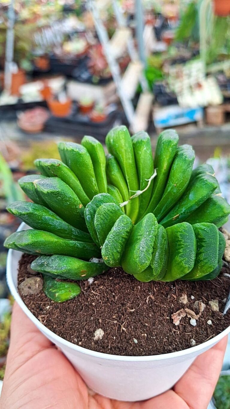 Haworthia truncata cv lime green