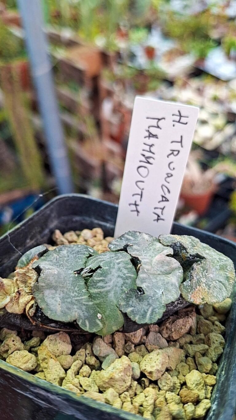 Haworthia Truncata Mammoth