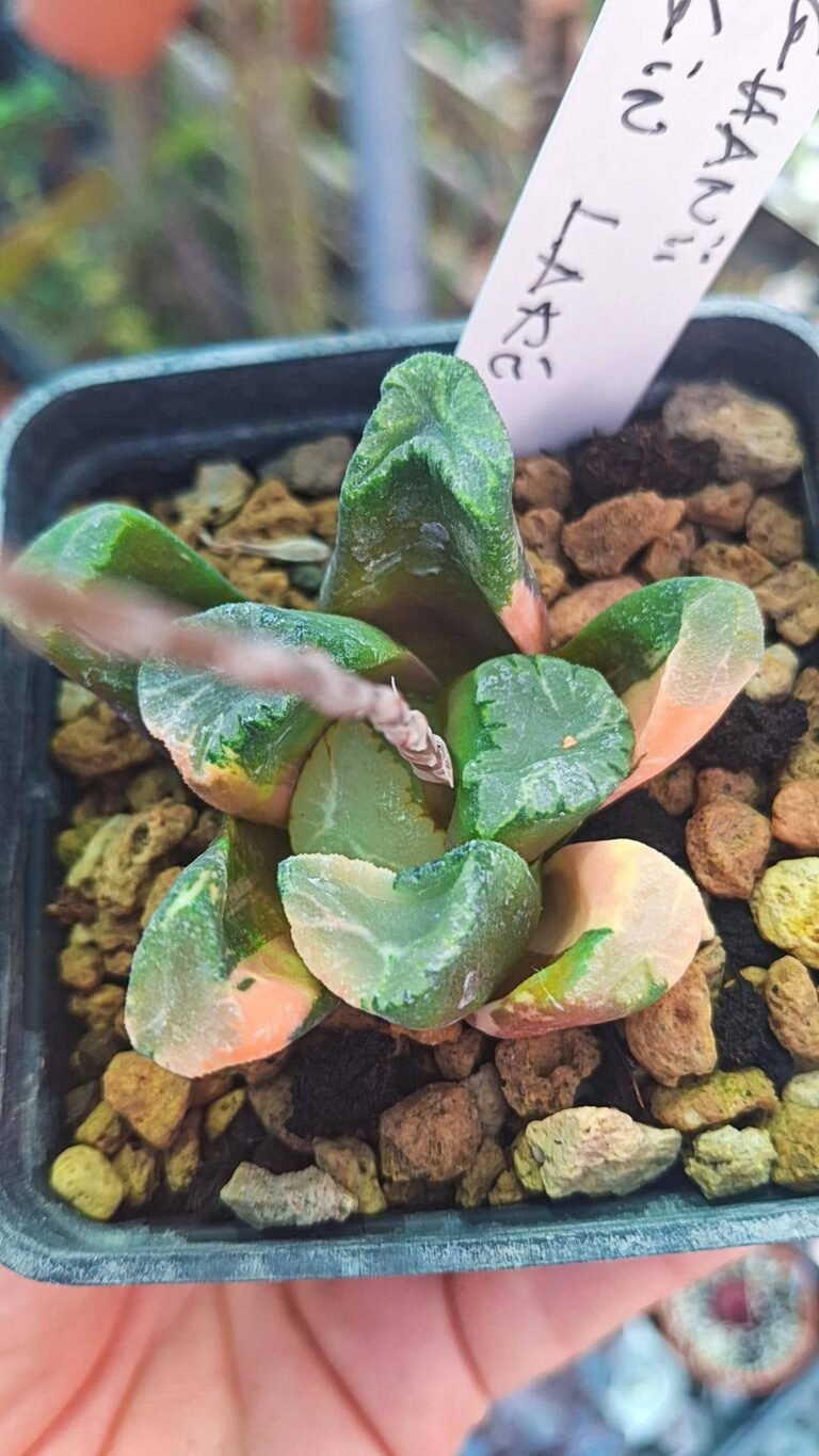 Haworthia truncata maughanii daigin lake variegata