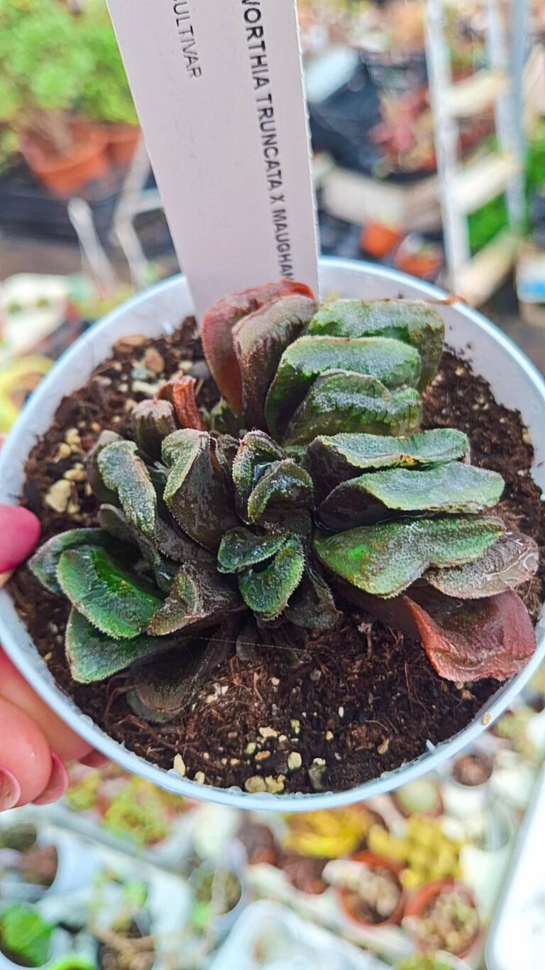 Haworthia Truncata x Maughanii