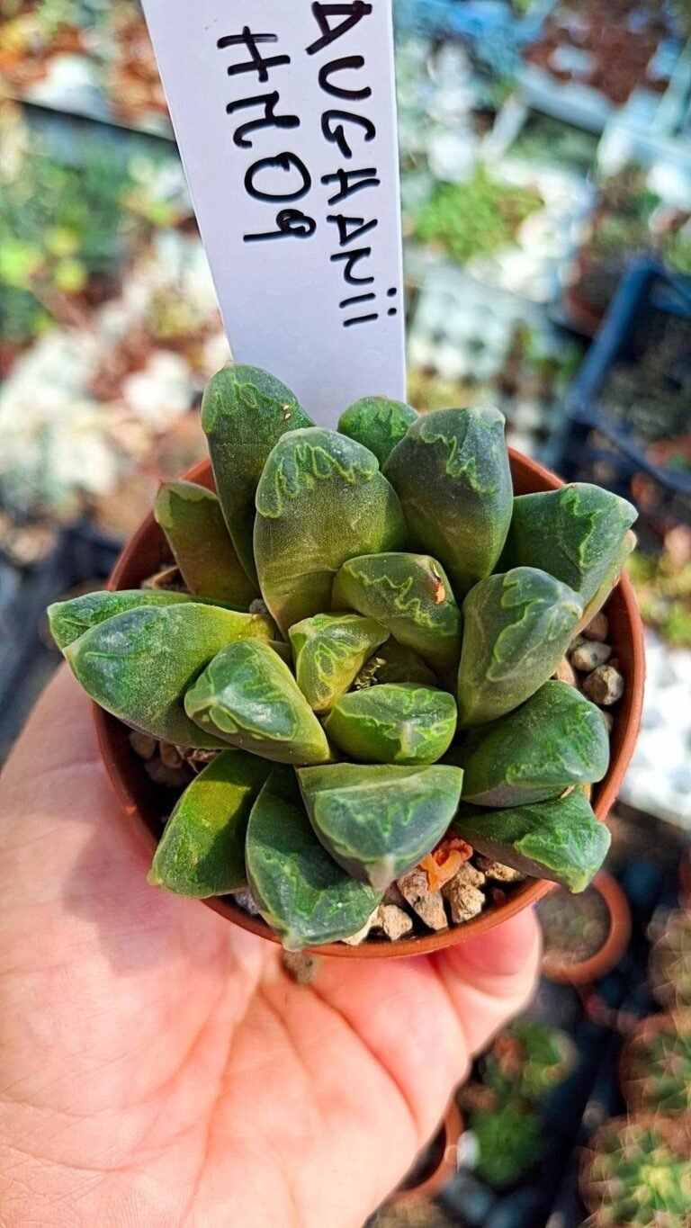 Haworthia truncata x maughanii Hybrid