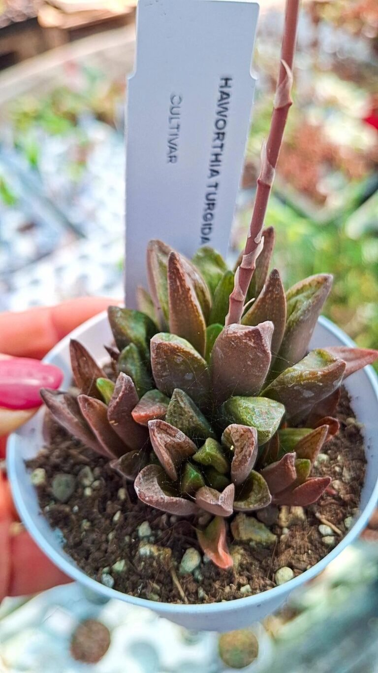Siracactus-succulente-Haworthia-turgida-1.jpg