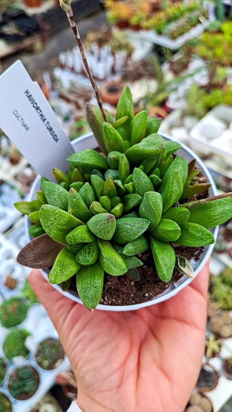 Haworthia Turgida