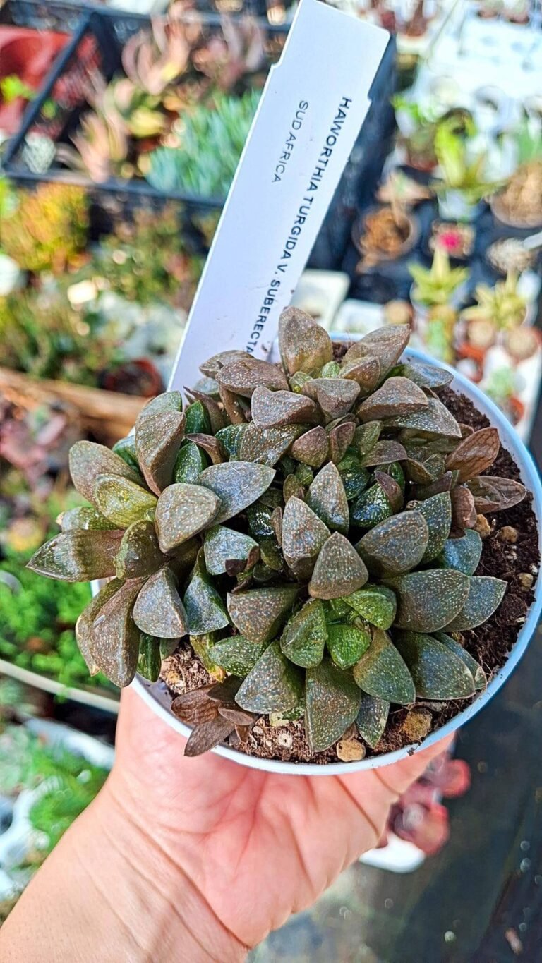 Siracactus-succulente-Haworthia-turgida-v-suberecta.jpg