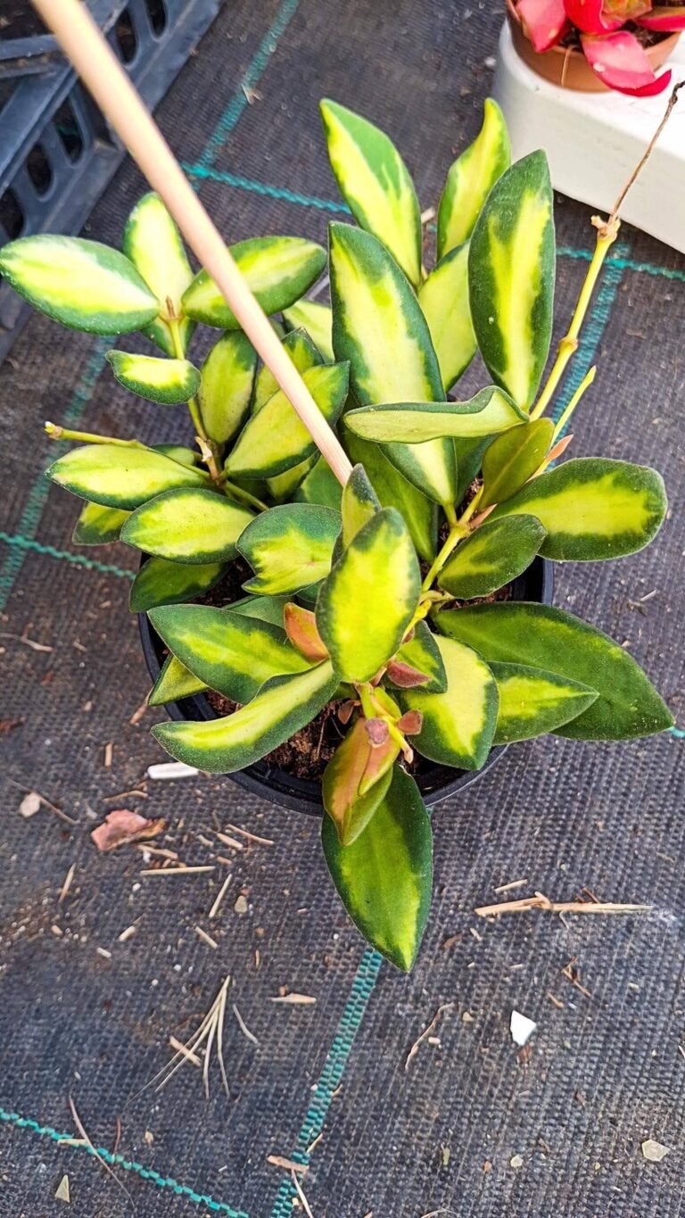 Hoya burtoniae Variegata