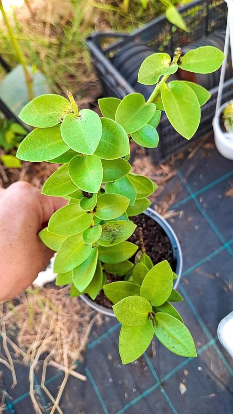 Hoya Cumingiana