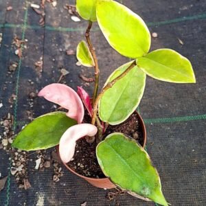 Hoya Carnosa Variegata v. Krimson Queen