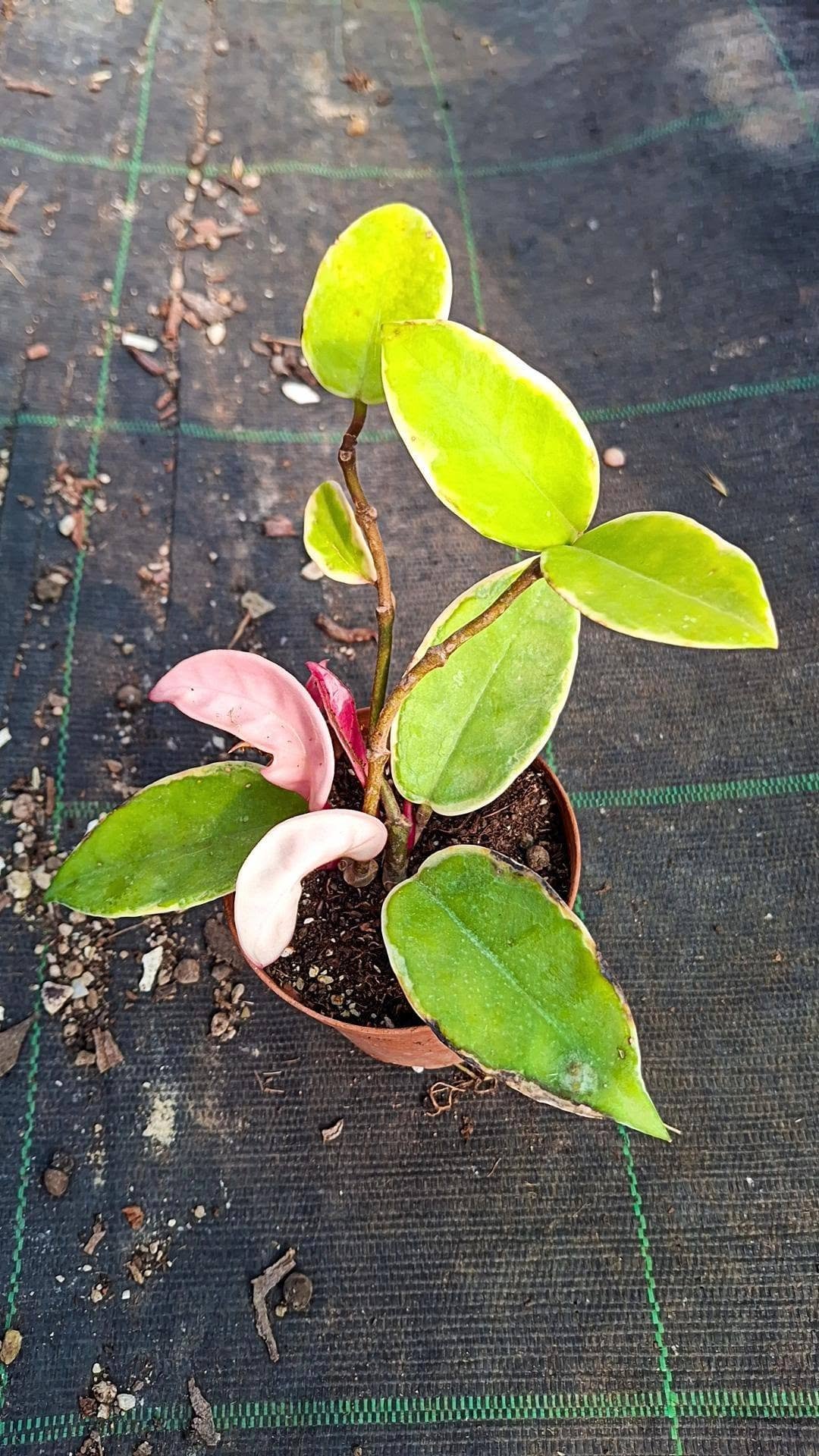 Hoya Carnosa Variegata v. Krimson Queen