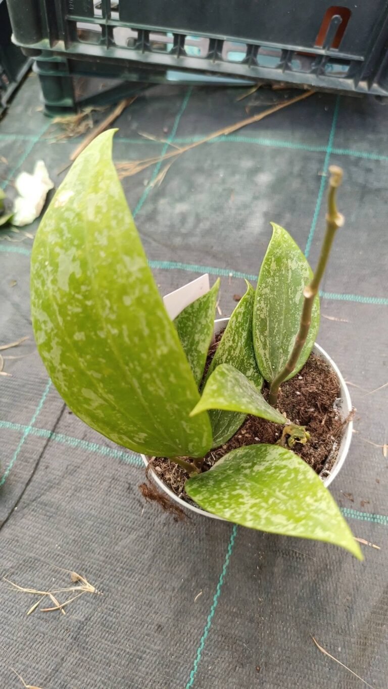 Hoya rangsan