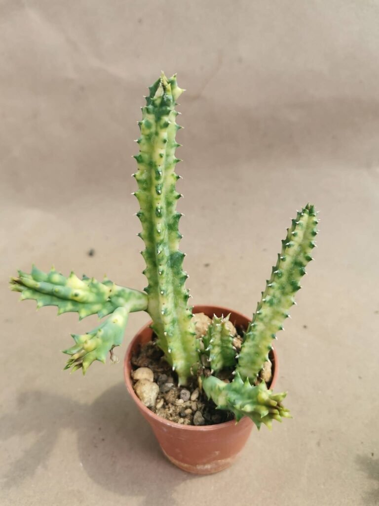 Huernia Zebrina Variegata