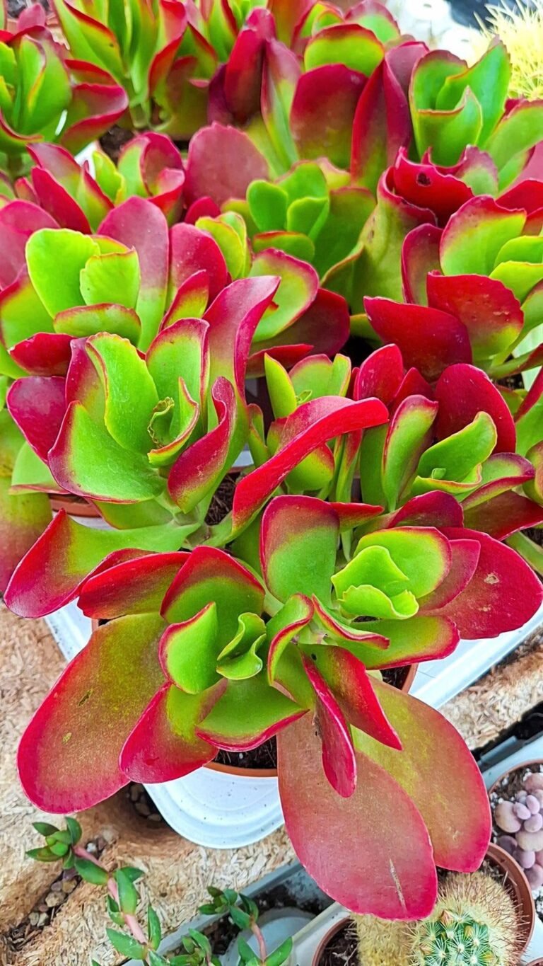 Siracactus-succulente-Kalanchoe-Vivien.jpg
