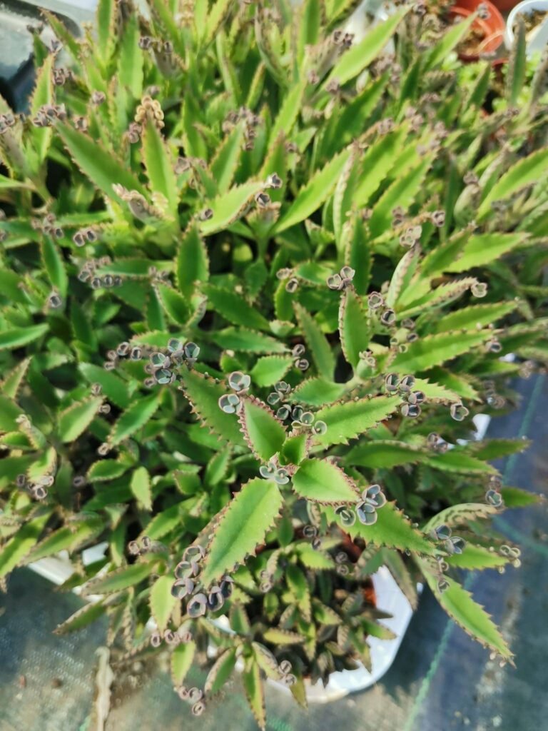 Kalanchoe Daigremontiana