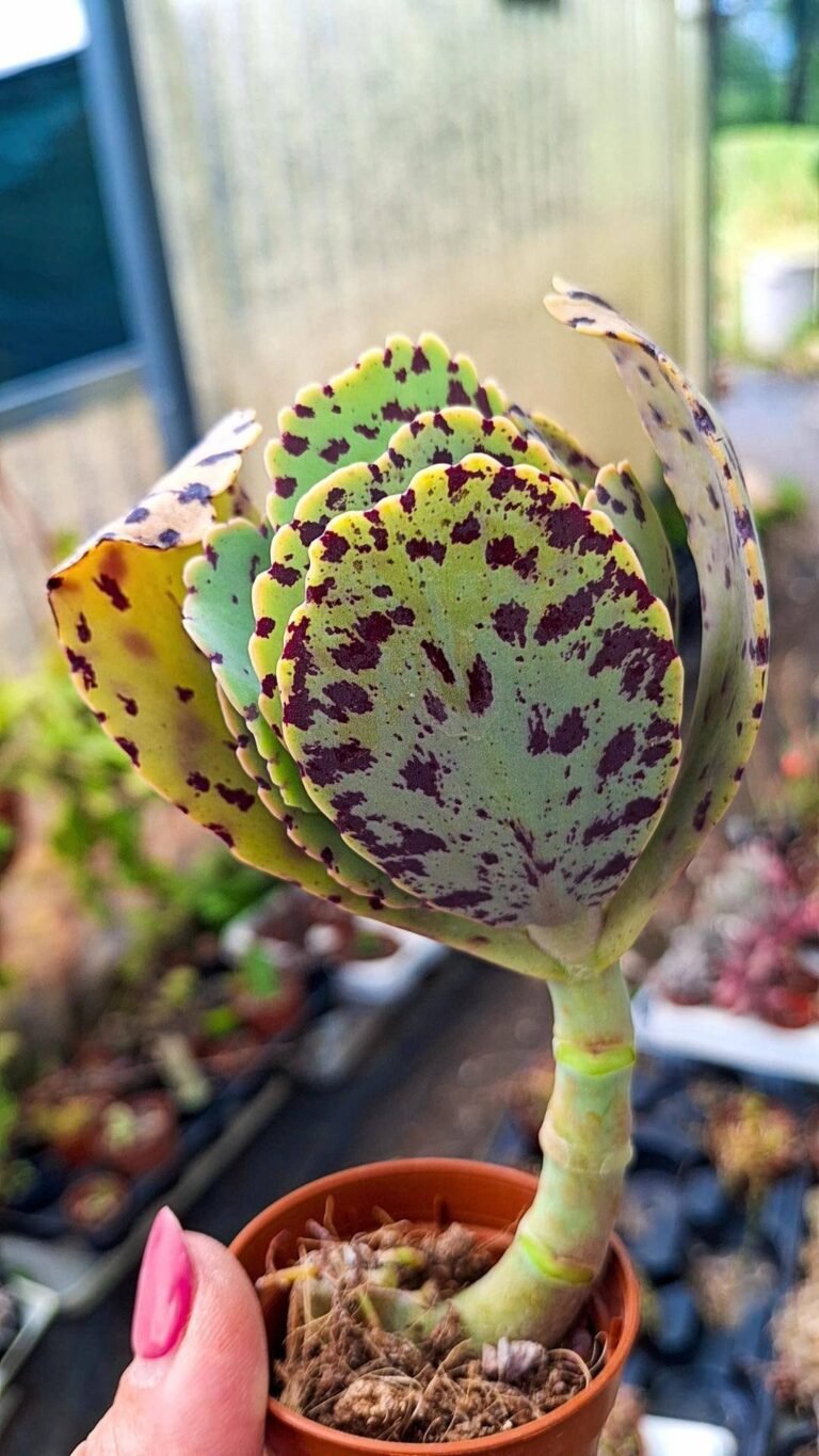 Kalanchoe Marmorata