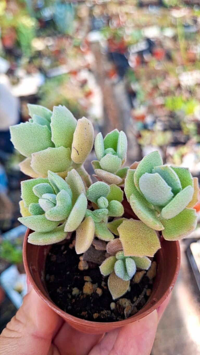 Kalanchoe Millotii