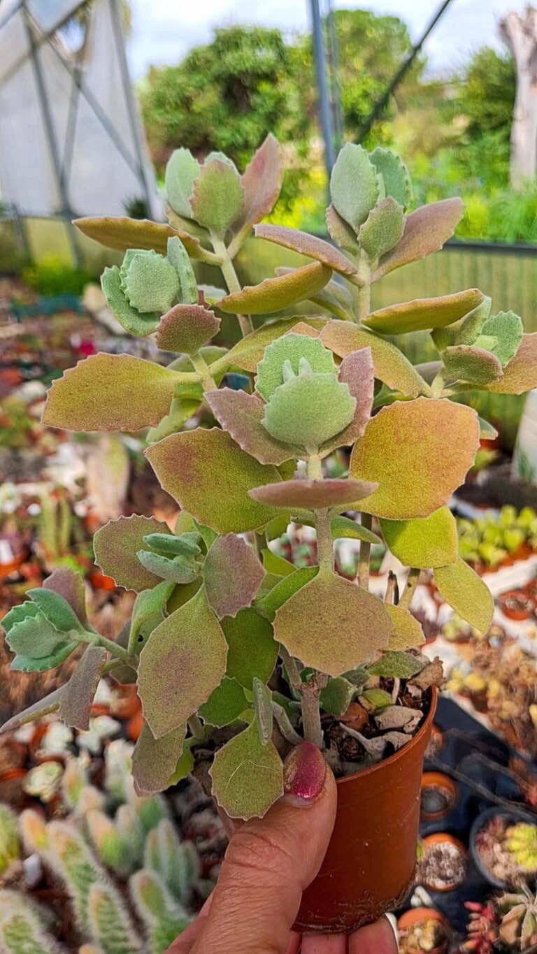 Kalanchoe Milloti