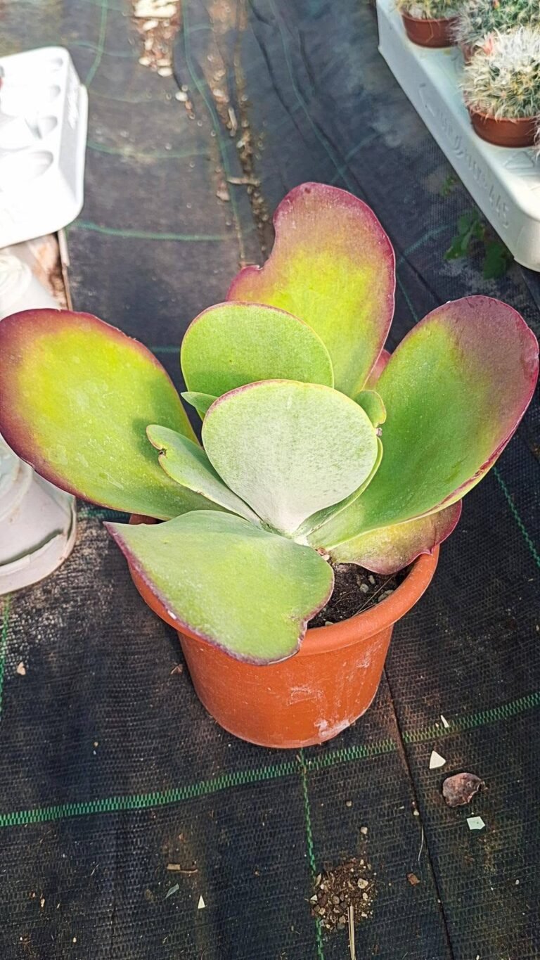 Kalanchoe Thyrsiflora