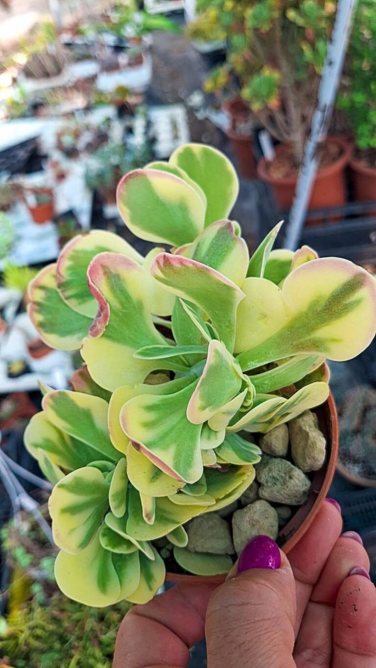 Kalanchoe luciae fantastic variegata