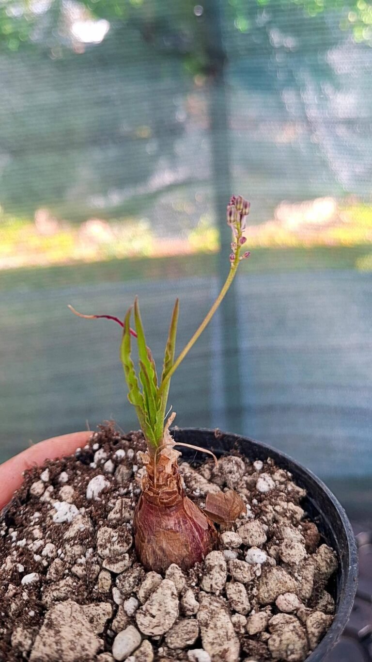 Ledebouria crispa