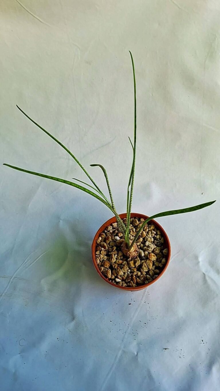 Ledebouria sp agulhas plain