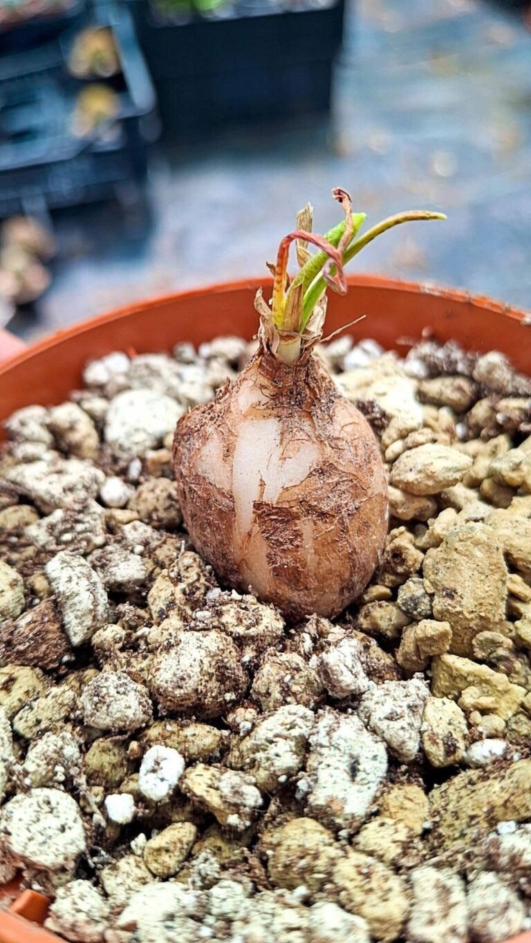 Siracactus-succulente-Ledebouria-sp-agulhas-plain.jpg