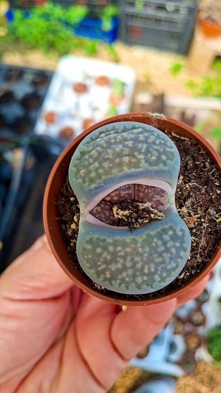 Siracactus-succulente-Lithops.jpg