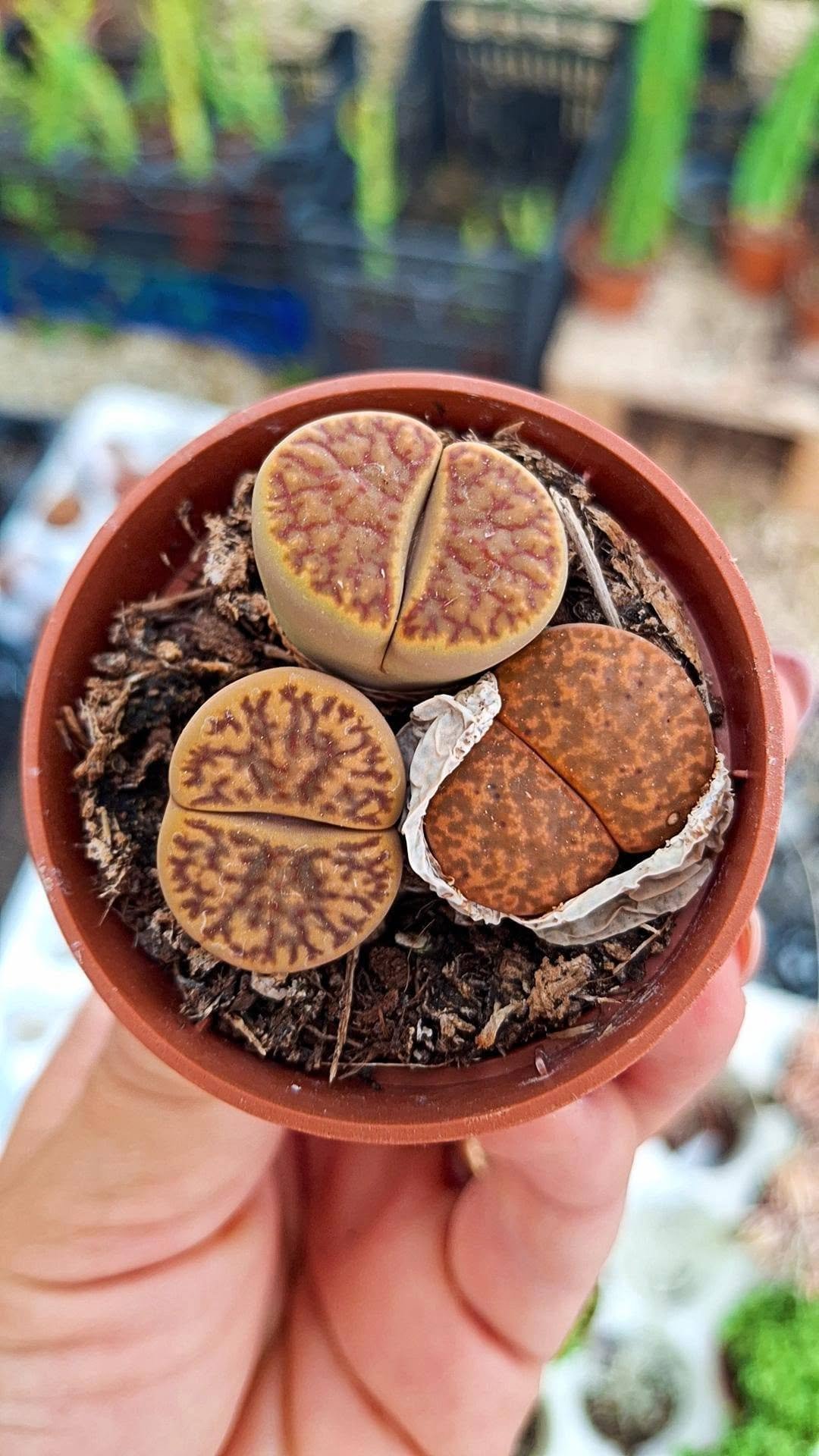 Lithops mix