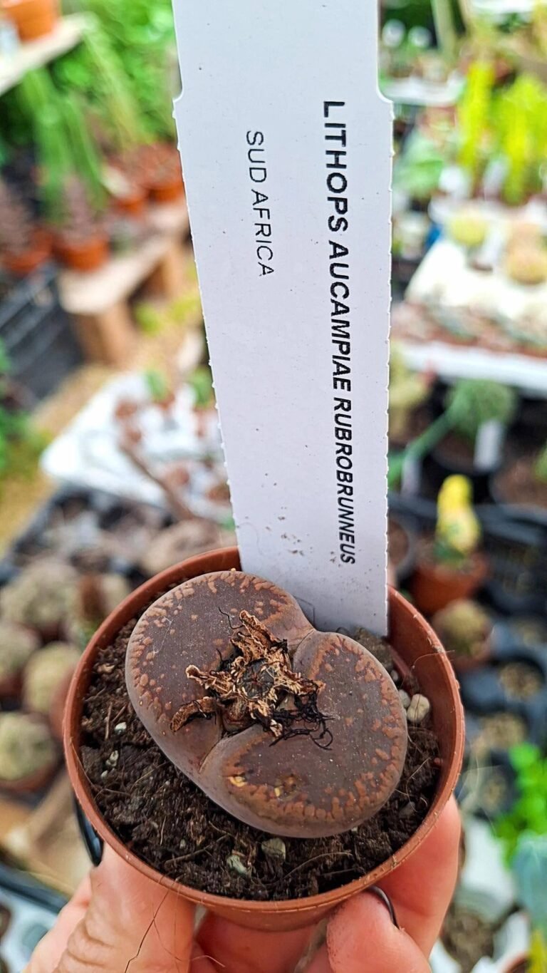 Lithops aucampiae rubrobrunneus