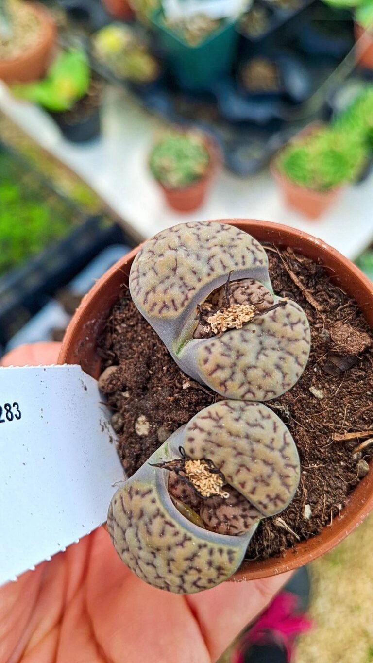 Lithops bromfieldi mennelli